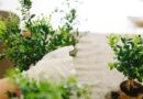 Insecticidas caseros para plantas: Recetas Orgánicas y Ecológicas