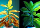 planta con clorosis y planta sana de lacasaverde.net