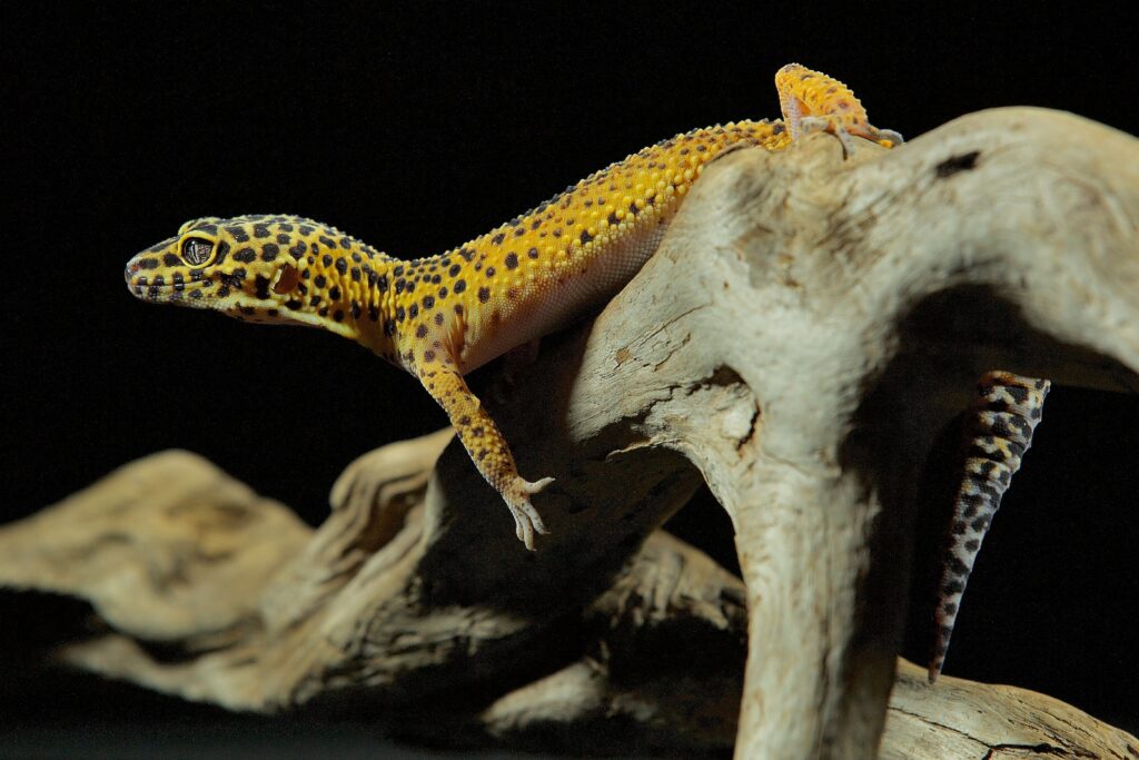 gecko leopardo lacasaverde.net