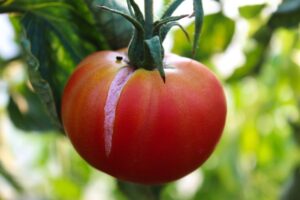 foto destacada de tomate con grieta lacasaverde.net